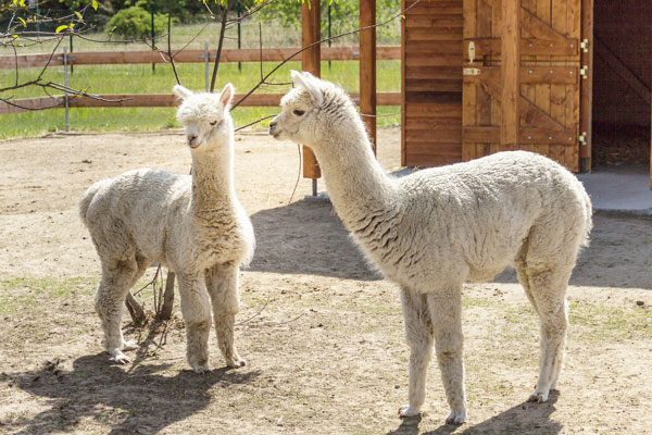 これだけ押さえればアルパカが語れる アルパカとアルパカの繊維について徹底解説