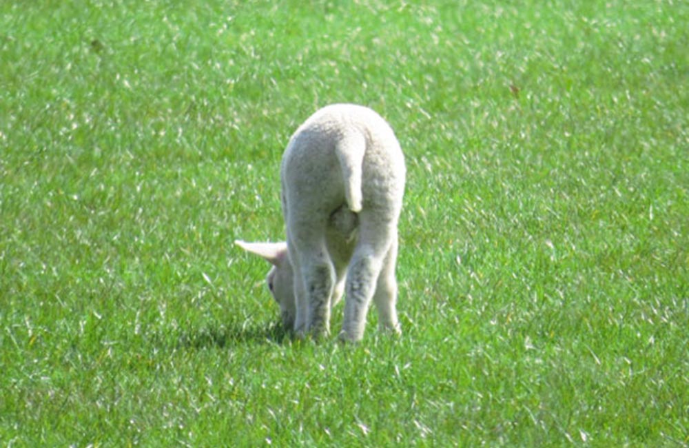 悲しい家畜の現実。羊のミュールシングについて
