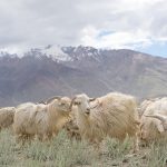 これだけ押さえればカシミヤが語れる!カシミヤの特徴と繊維について