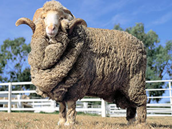 悲しい家畜の現実 羊のミュールシングについて
