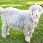 これだけ押さえればモヘアが語れる!アンゴラ山羊とモヘアについて徹底解説!