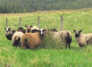 これだけ押さえればシェットランドウールが語れる！シェットランドシープと繊維（特徴・繊度など）について徹底解説！