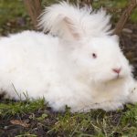 これだけ押さえればアンゴラが語れる!アンゴラウサギとその繊維(特徴・繊度など)について徹底解説!