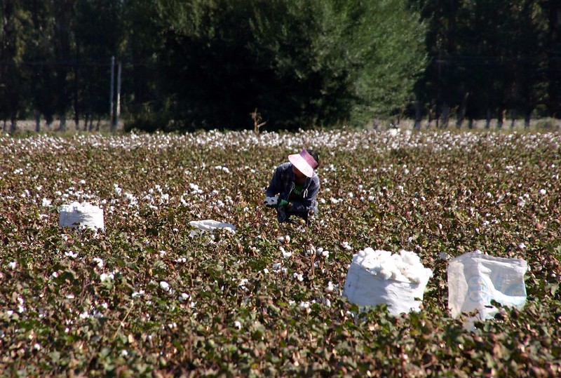 Xinjiang cotton field